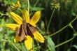 © natalya2015 - Pelopidas skipper butterfly on yellow flower in Florida nature, closeup