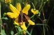 © natalya2015 - Pelopidas skipper butterfly on yellow flower in Florida nature, closeup
