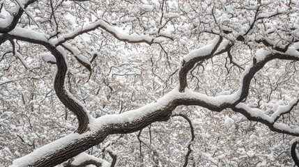 Poster - Snow Laden Branches Of A Winter Tree