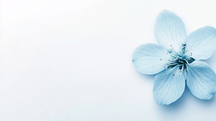 Fototapete - A single blue flower with dew-kissed petals rests on a pristine white background, highlighting its intricate stamens and veins. The composition evokes elegance