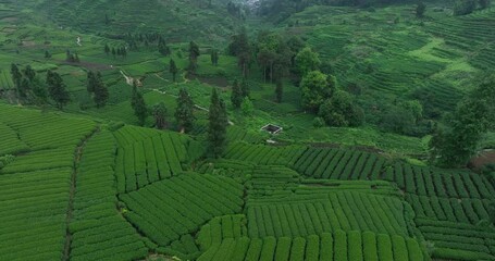 Canvas Print - Aerial footage of woman picking tea  leaves at tea farm landscape in China