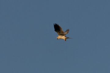 Poster - Close view of a white-tailed kite  hovering, seen in the wild in North California 