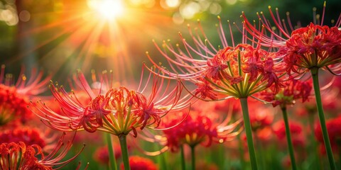 Wall Mural - Red spider lilies bathed in autumn light with lens flare, red, spider lilies, autumn, light, lens flare, vibrant, beauty
