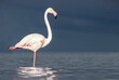 © Yuliia Lakeienko - African wild birds. Lone great flamingo on the blue lagoon in the morning