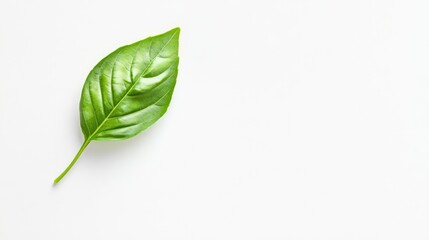 Poster - Fresh green basil leaf isolated on a clean white background for cooking and culinary presentations