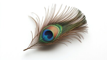 Wall Mural - Vibrant peacock feather displayed against a clean white background, featuring intricate patterns and rich colors, nature, beauty, wildlife, decorative element.