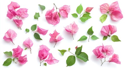 Wall Mural - bougainvillea petals and green leaves arranged artistically on a clean white background for floral d