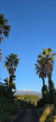 Wall Mural - palm trees on the beach