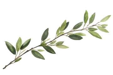 Watercolor illustration of a single olive branch