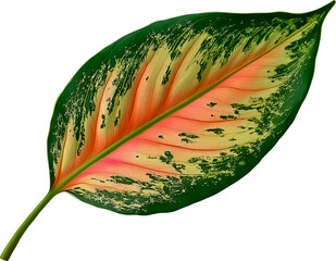 Wall Mural - aglaonema leaf