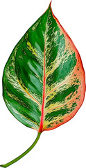 Wall Mural - aglaonema leaf