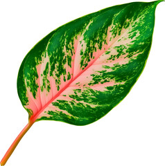 Wall Mural - aglaonema leaf