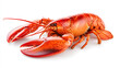 © Rashid - Delicious Red Lobster Seafood  Cooked Crustacean  Claws  Isolated