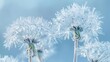 © Eyepain - cool frozen freezer snowflake dandelion flower seed close up dew drop white blue background horizontal