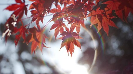 Wall Mural - dramatic view of maple leaves on a tree swaying in wind in autumn or fall, nature or outdoor, nostal