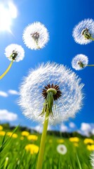 Wall Mural - A dandelion blowing in the wind in a field of yellow flowers