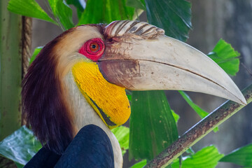 The wreathed hornbill (Rhyticeros undulatus) is an Old World tropical bird of the hornbill family Bucerotidae, also called bar-pouched wreathed hornbill