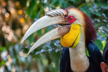 The wreathed hornbill (Rhyticeros undulatus) is an Old World tropical bird of the hornbill family Bucerotidae, also called bar-pouched wreathed hornbill