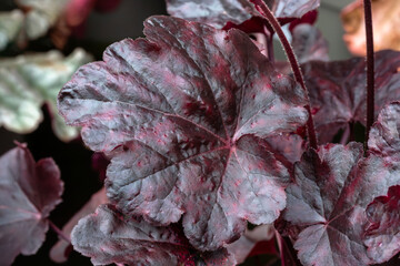Wall Mural - heuchera 'obsidian' a herbaceous perennial a spring summer foliage plant with purple black leaves co