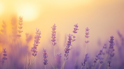 Wall Mural - A field of lavender flowers in the sunlight.