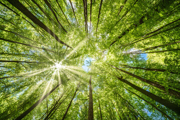 Wall Mural - the radiant sunlight soothingly filtering through the lush green forest canopy above, sustainability