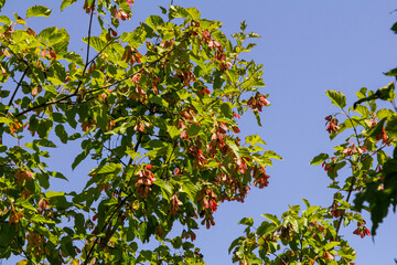 Maple Holly or maple sycamore or Maple platanolistny lat Acer platanoides a species of the genus Maple Acerfamily Sapindaceae