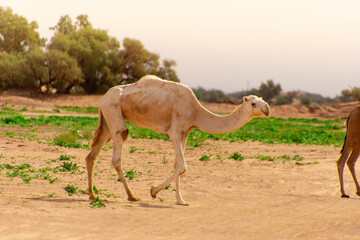 Dromedary walking freely in the Sahara desert somewhere in Morocco