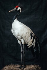 Wall Mural - A tall, elegant crane stands poised against a dark backdrop, showcasing its striking white feathers and distinctive red crown.