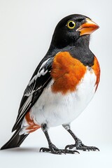 Wall Mural - A vibrant bird with a black head, orange chest, and striking yellow eye, perched elegantly against a neutral background.