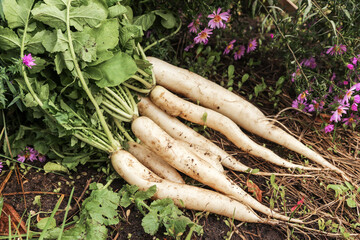 Wall Mural - Daikon white radish in garden with flowers. Bunch of organic dirty daikon harvest with green tops on garden bed close-up