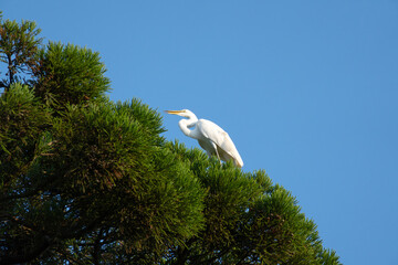 Wild Great egret perches on a tree