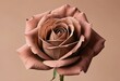 © Kiryakova Anna - Brown rose flower in full bloom, close-up view, soft petals, beige background, concept of natural beauty and elegance