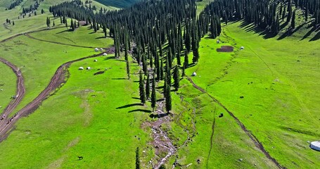 Wall Mural - Aerial video of Nalati grasslands, Green meadows and forest with mountain natural landscape in Xinjiang. Famous tourist destinations in China.