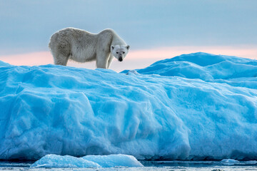 Wall Mural - polar bear, ursus maritimus, in vikinge bay, scoresby sund, greenland. side view of an adult female 