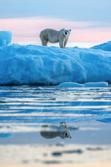 Wall Mural - polar bear, ursus maritimus, in vikinge bay, scoresby sund, greenland. side view of an adult female 
