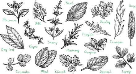 Wall Mural - Big set of herbs.