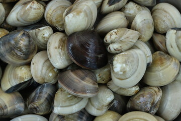 Wall Mural - Fresh clams for seafood background