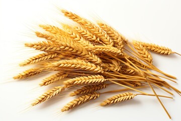 Golden wheat stalks arranged on white background. (6)