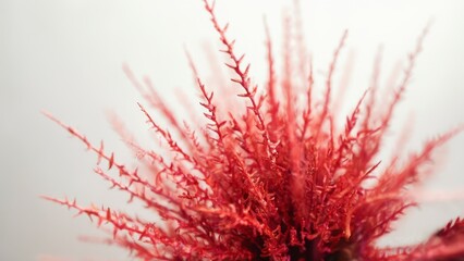 Poster - A close up of a red plant in a vase