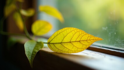 Wall Mural - A yellow leaf sitting on a window sill