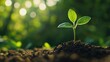 © CryptoCanvas - Growing investment concept with seedling symbolizing financial growth on blurred natural background