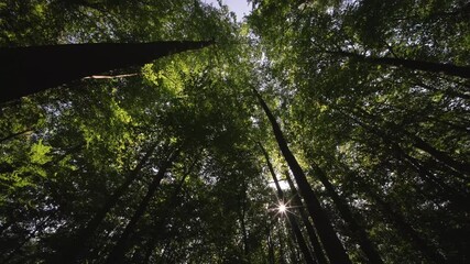 Wall Mural - the sunlight gently filtering through a vibrant and lush forest canopy creates a magical atmosphere