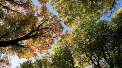 Wall Mural - the beauty of autumn foliage captured from below, revealing natures vibrant colors