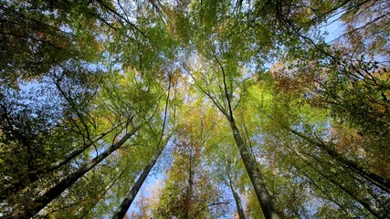 Wall Mural - the beauty of autumn foliage captured from below, revealing natures vibrant colors