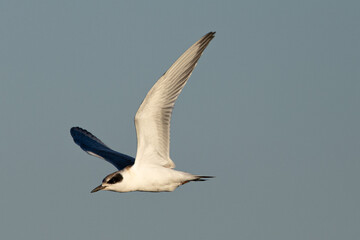 Poster - Forster's tern (nonbreeding adult) flying, seen in a North California marsh