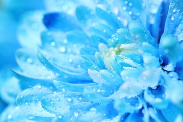 Wall Mural - beautiful light blue flower with water drops, macro view