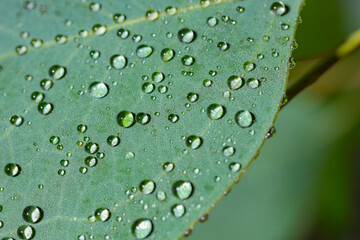 Wall Mural - plant with water drops on leaf against blurred background, macro view