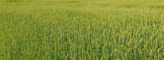 Wall Mural - Wheat field with ripe ears of wheat.