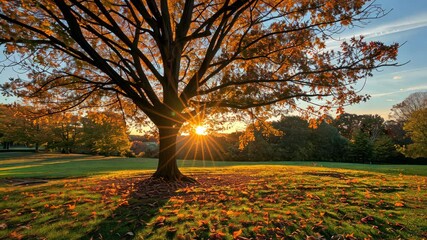 Wall Mural - autumnal serenity: sunburst through fall foliage