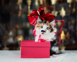 Sticker - cute little kitten standing on red gift box with bow on festive shiny background